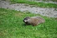 Kidleidoscope Story Hour – Groundhogs