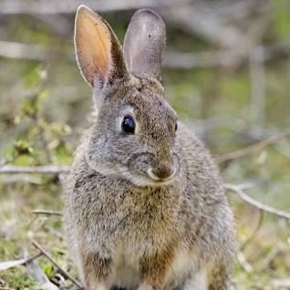Kidleidoscope Story Hour – Rabbits