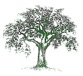 New Salem Preserves & Orchards